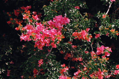 22 Ollie Schaich Studio Dafy Hagai Spring Zoom 16