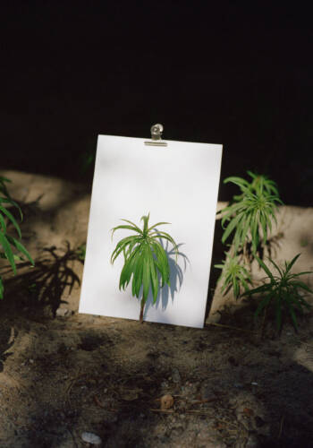 Ollie Schaich Studio Soiree Graphique 01